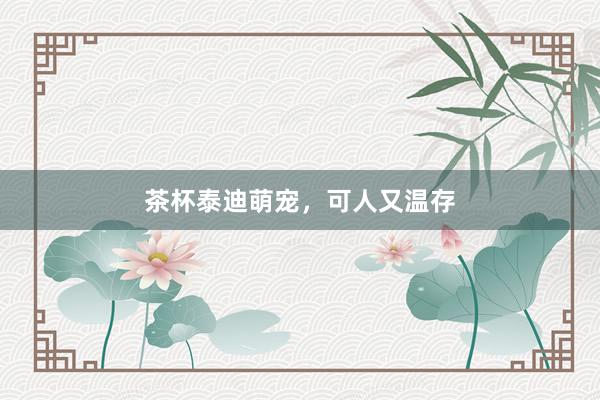 茶杯泰迪萌宠，可人又温存